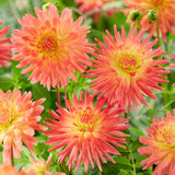 Dahlia - Felida Solar Flare