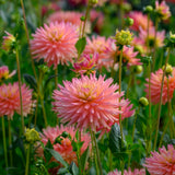 Dahlia - Felida Solar Flare