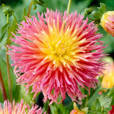 Dahlia - Fringed Star