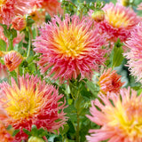 Dahlia - Fringed Star