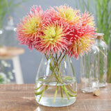 Dahlia - Fringed Star
