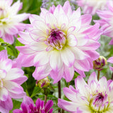 Dahlia - Victoria Ann