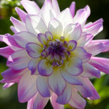 Dahlia - Victoria Ann