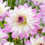 Dahlia - Victoria Ann