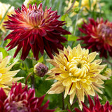 Dahlia - Big Apple & Botanica Blend