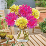 Dahlia - Noble Notes Blend