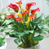 Premium Calla Lily - Captain Fuego