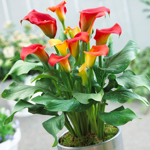 Premium Calla Lily - Captain Fuego