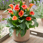 Premium Calla Lily - Captain Fuego