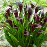 Premium Calla Lily - Odessa