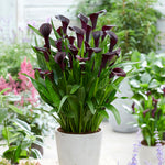 Premium Calla Lily - Odessa