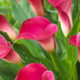 Premium Calla Lily - Pink Jewel