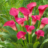 Premium Calla Lily - Pink Jewel