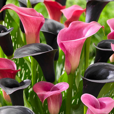 Premium Calla Lily - Jeweled Obsidian Blend