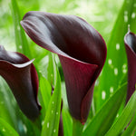 Premium Calla Lily - Jeweled Obsidian Blend