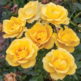 Bloom.ables® - Rose Gilded Sun™ - 2-Quart Stadium Pot