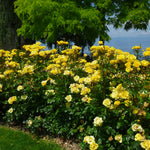 Bloom.ables® - Rose Gilded Sun™ - 2-Quart Stadium Pot