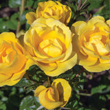 Bloom.ables® - Rose Gilded Sun™ - 2-Quart Stadium Pot