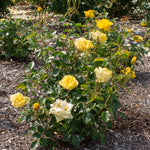 Bloom.ables® - Rose Gilded Sun™ - 2-Quart Stadium Pot