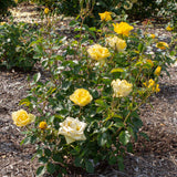 Bloom.ables® - Rose Gilded Sun™ - 2-Quart Stadium Pot