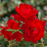 Bloom.ables® - Rose Brickhouse® - 2-Quart Stadium Pot
