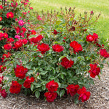 Bloom.ables® - Rose Brickhouse® - 2-Quart Stadium Pot