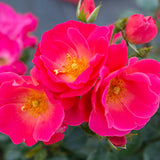 Bloom.ables® - Rose Brickhouse® Pink - 2-Quart Stadium Pot