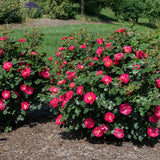 Bloom.ables® - Rose Brickhouse® Pink - 2-Quart Stadium Pot