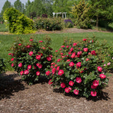 Bloom.ables® - Rose Brickhouse® Pink - 2-Quart Stadium Pot