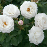 Bloom.ables® - Rose Pearlescent™ - 2-Quart Stadium Pot