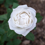 Bloom.ables® - Rose Pearlescent™ - 2-Quart Stadium Pot