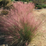 Ornamental Grass - Pink Muhly - One 3.25" Dormant Potted Plant