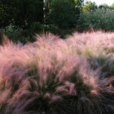 Ornamental Grass - Pink Muhly - One 3.25" Dormant Potted Plant