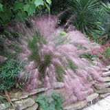 Ornamental Grass - Pink Muhly - One 3.25" Dormant Potted Plant