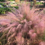 Ornamental Grass - Pink Muhly - One 3.25" Dormant Potted Plant