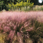 Ornamental Grass - Pink Muhly - One 3.25" Dormant Potted Plant