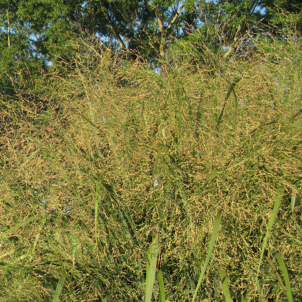 tall potted grass plant Ornamental Grass - Tall Switch