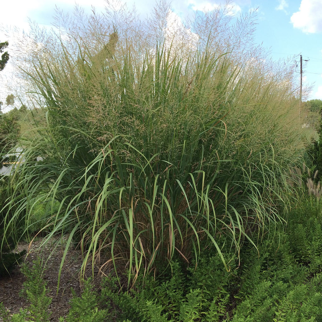 tall potted grass plant Ornamental Grass - Tall Switch
