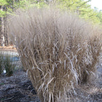 Ornamental Grass - Tall Switch - One 3.25" Dormant Potted Plant