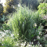 Ornamental Grass - Tall Switch - One 3.25" Dormant Potted Plant