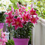 Patio Pink Romance Lilies - with Decorative Metal Planter, Nursery Pot, Medium, Gloves and Planting Stock