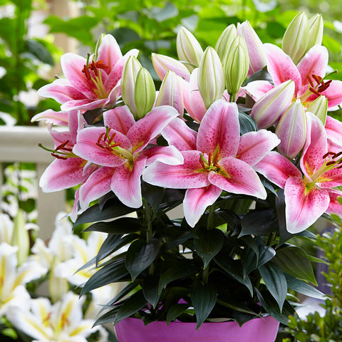 Patio First Romance Lilies - with Decorative Metal Planter, Nursery Pot, Medium, Gloves and Planting Stock