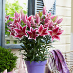 Patio Star Romance Lilies - with Decorative Metal Planter, Nursery Pot, Medium, Gloves and Planting Stock
