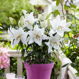 Patio White Romance Lilies - with Decorative Metal Planter, Nursery Pot, Medium, Gloves and Planting Stock