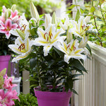 Patio Golden Romance Lilies - with Decorative Metal Planter, Nursery Pot, Medium, Gloves and Planting Stock