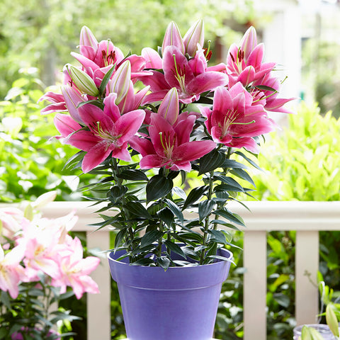 Patio Gentle Romance Lilies - with Decorative Metal Planter, Nursery Pot, Medium, Gloves and Planting Stock