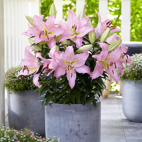 Patio Smart Romance Lilies - with Decorative Metal Planter, Nursery Pot, Medium, Gloves and Planting Stock