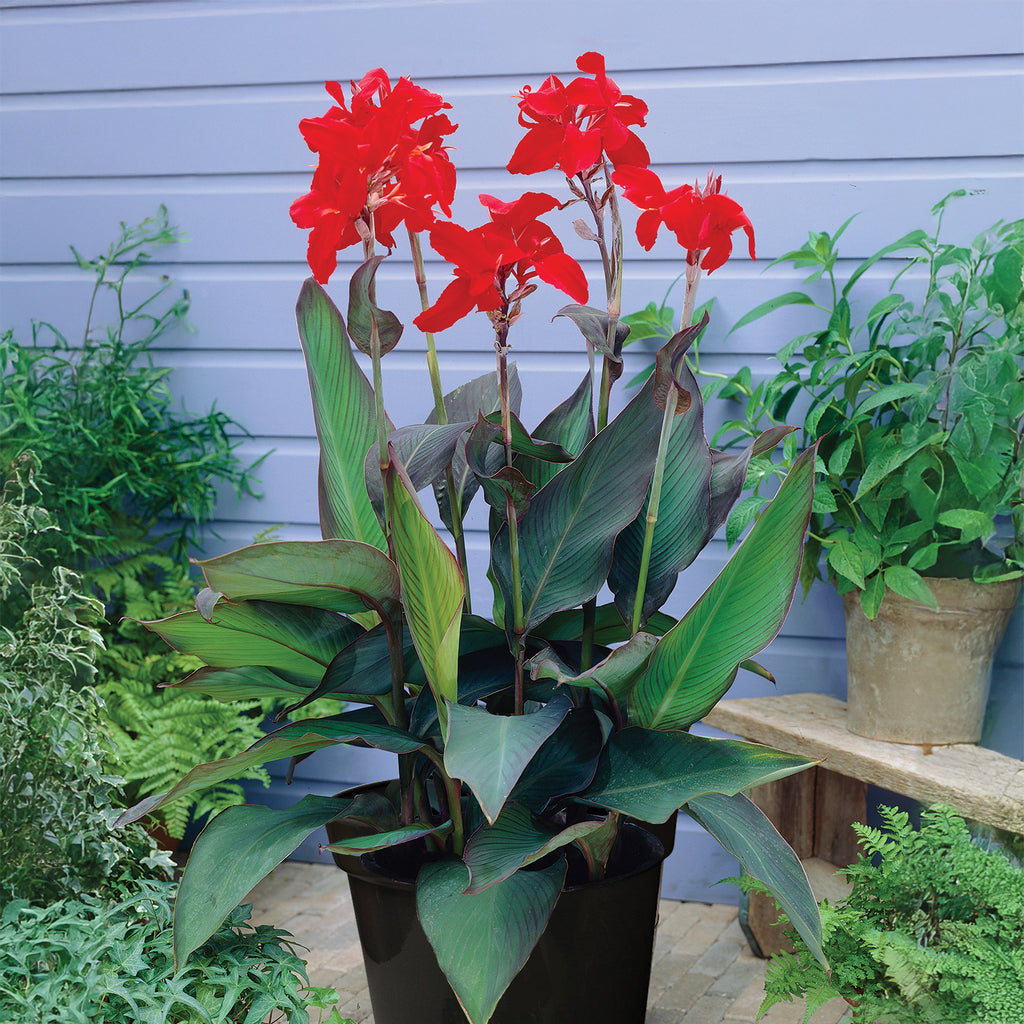 Canna - Black Night - Goth Patio Gardening