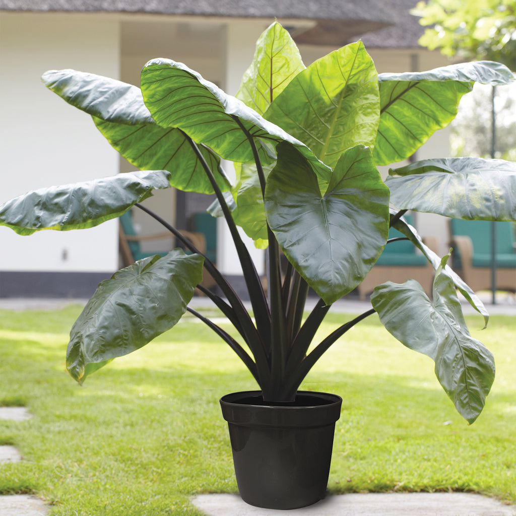elephant ear plant in pot Elephant Ear - Black Stem - Goth Patio Gardening
