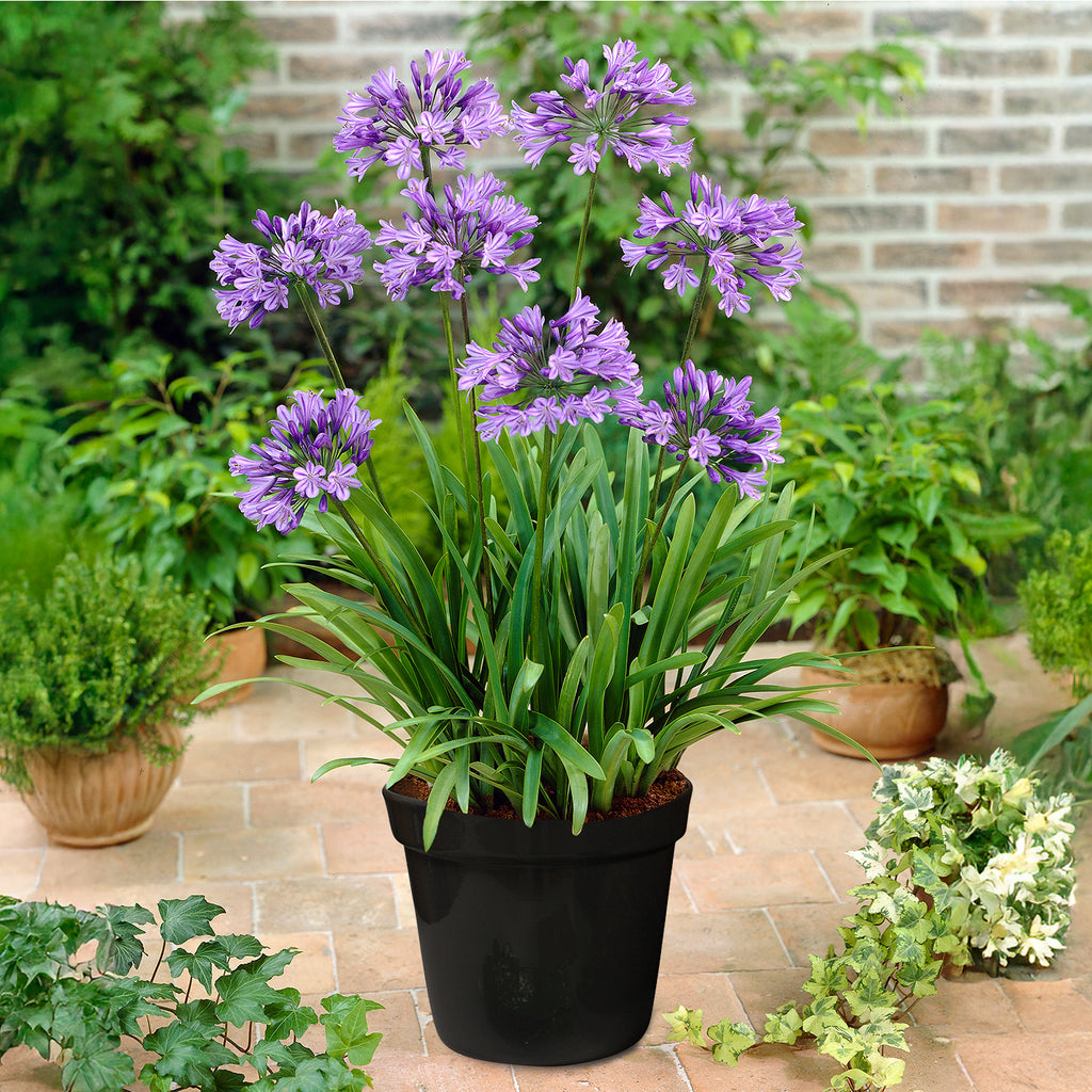 plant agapanthus in pots Agapanthus - Blue - Goth Patio Gardening